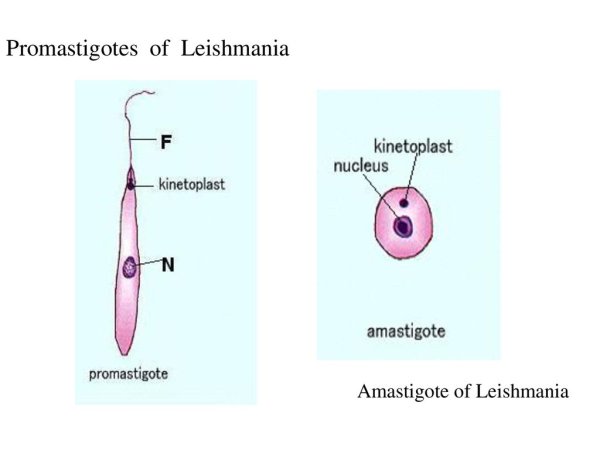 Лейшманий циста строение