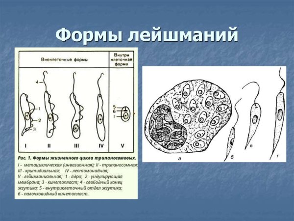 Лейшмания Доновани строение