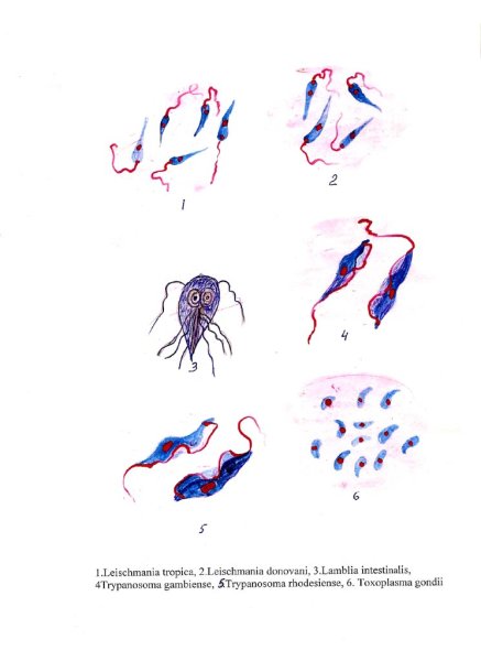 Leishmania donovani строение