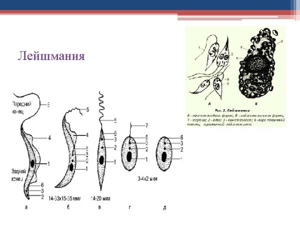 Строение безжгутиковой лейшмании