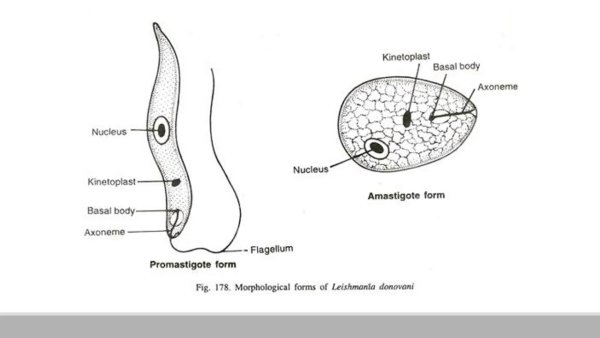 Лейшмания Тропика строение