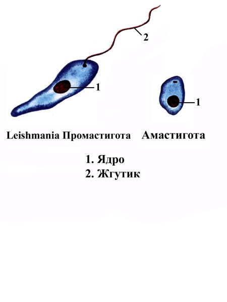 Leishmania Tropica возбудитель