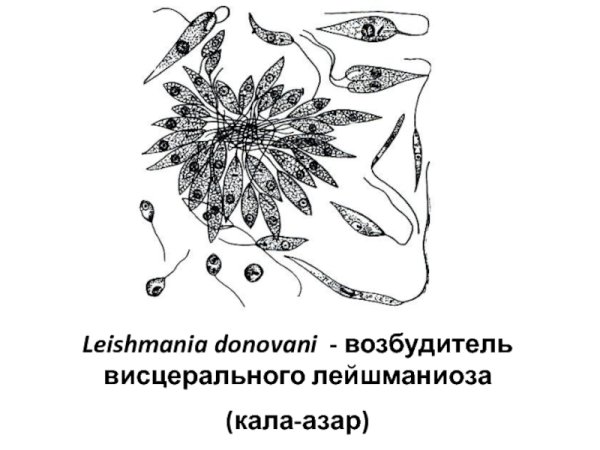 Лейшмания кинетопласт