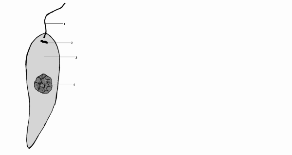 Лейшмания жгутиковые