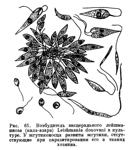 Лейшмания Тропика лептомонадная форма