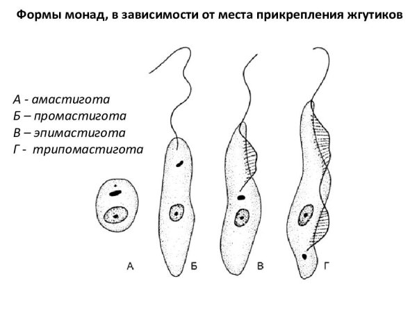 Лейшмания кинетопласт