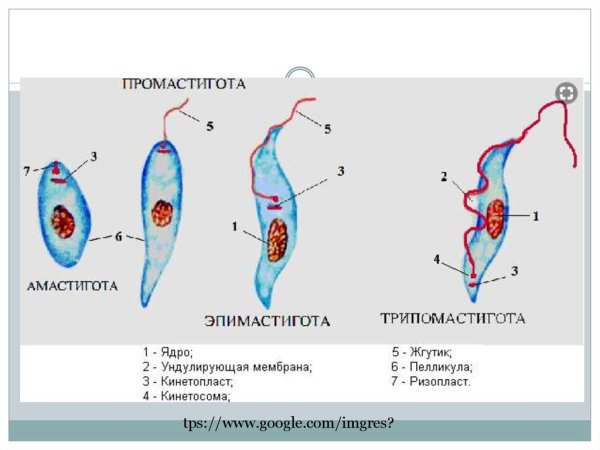 Leishmania Tropica строение