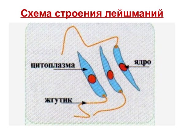 Лейшмания рисунок с надписями