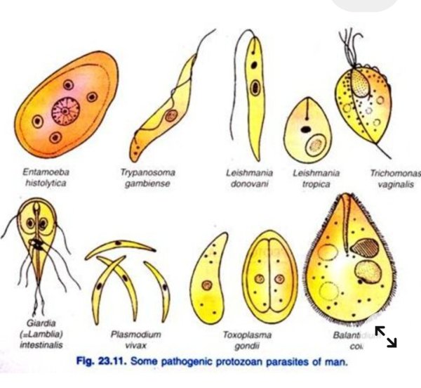 Лейшмания лептомонадная