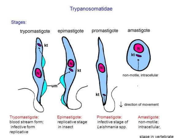 Лейшмания морфология