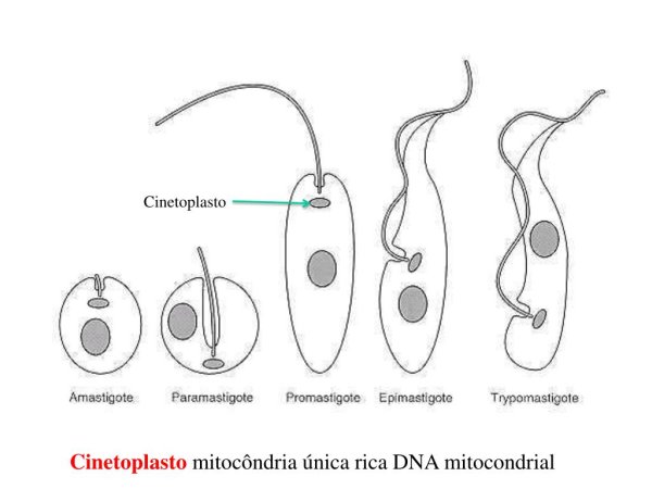 Лейшмании строение