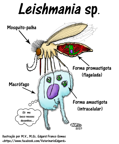 Лейшмания Доновани симптомы