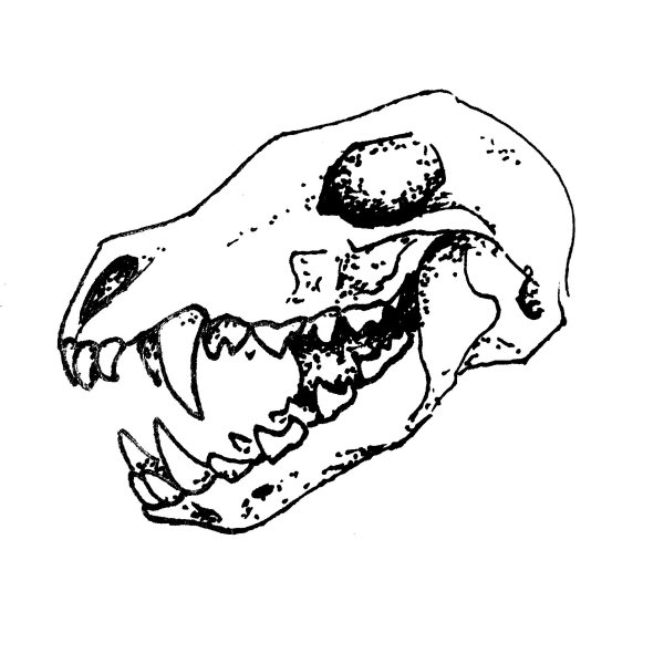 Череп волка тату