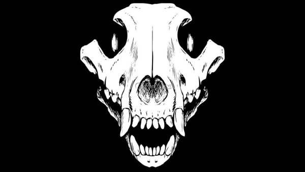 Череп волка сбоку