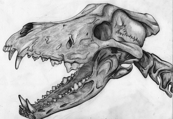 Череп животного спереди