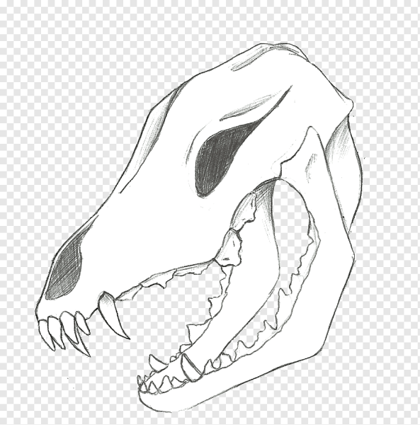 Череп волка вид сбоку