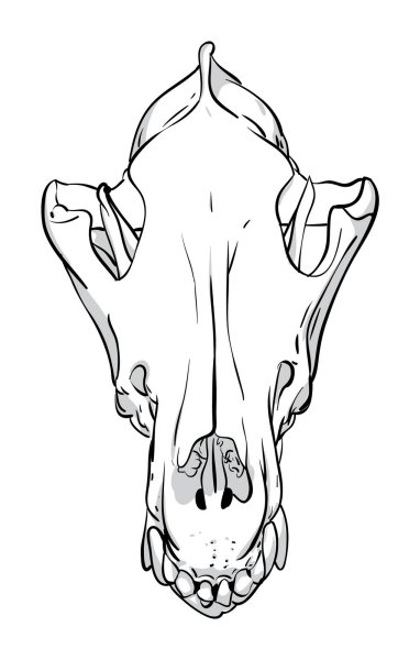 Череп волка сбоку