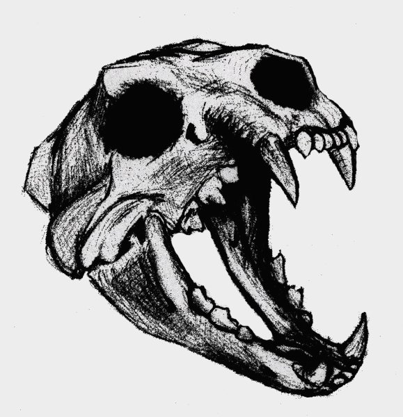 Череп волка референс