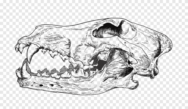 Череп волка вектор