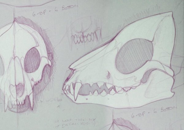 Череп волка схема