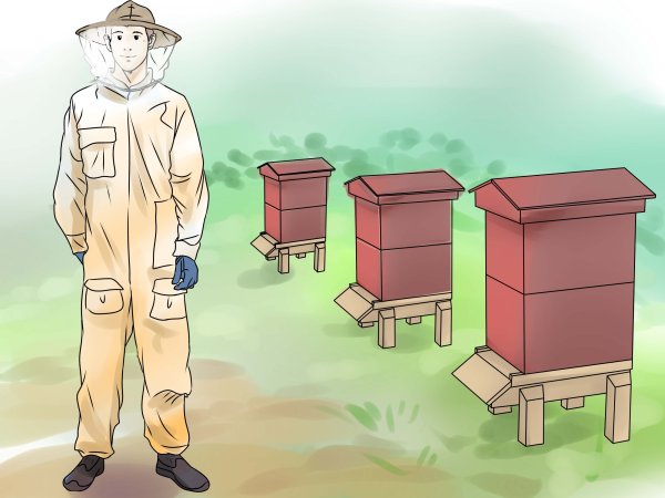 Мед и пчелы