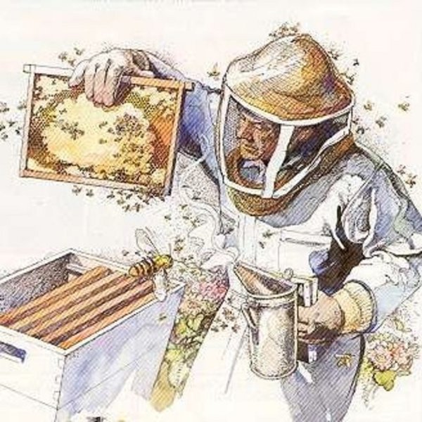 Пасека иллюстрация