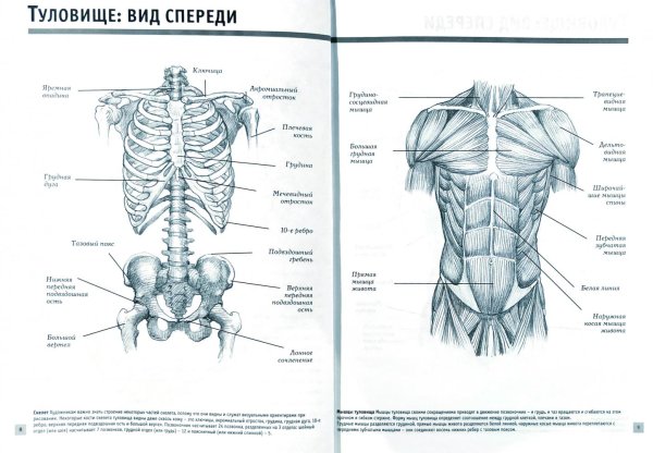 Мышцы туловища спереди анатомия