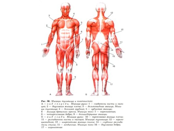 Мышцы головы туловища и конечностей вид спереди и сзади