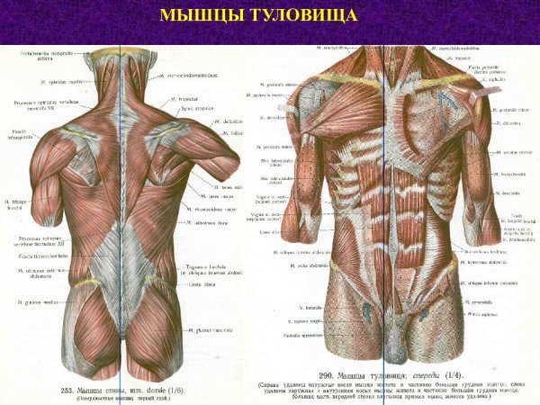 Мышцы туловища спереди схема