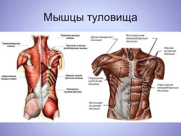Мышцы туловища 8 класс биология
