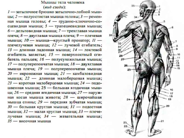 Мышцы человека сзади фото с описанием