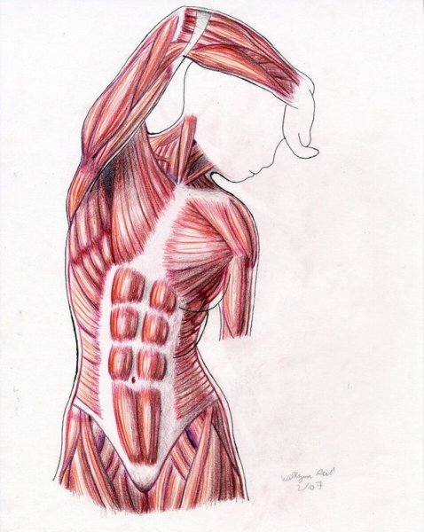 Мышцы туловища женщины анатомия