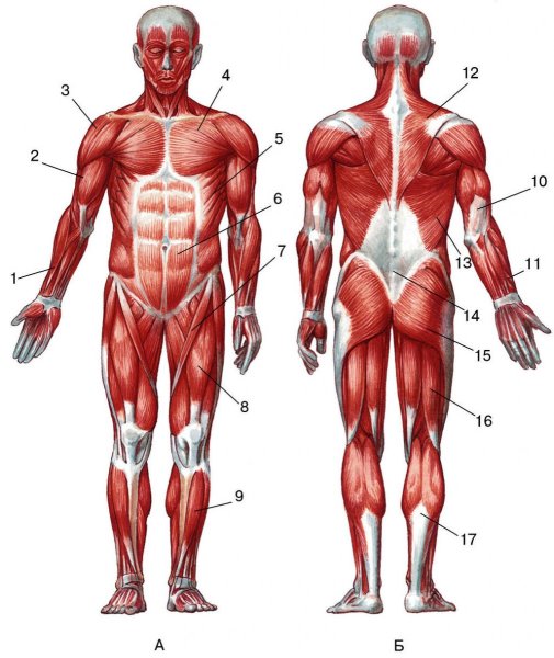 Строение мышц человека спереди
