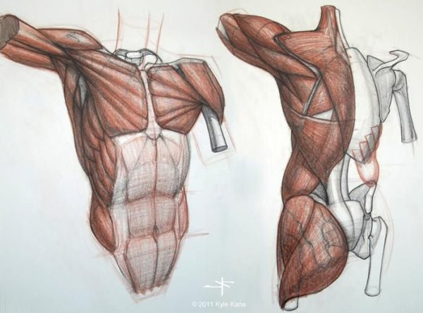 Баммес плечевой пояс мышцы