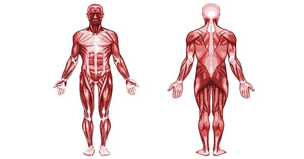 Мышечная система спереди и сзади