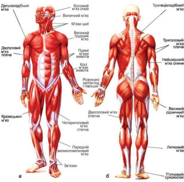 Мышечный скелет человека вид сзади