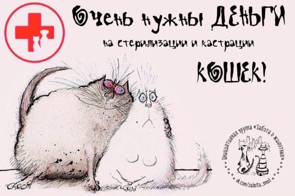 Сбор на стерилизацию кошек