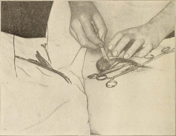 Анатомо-топографическое строение кастрации