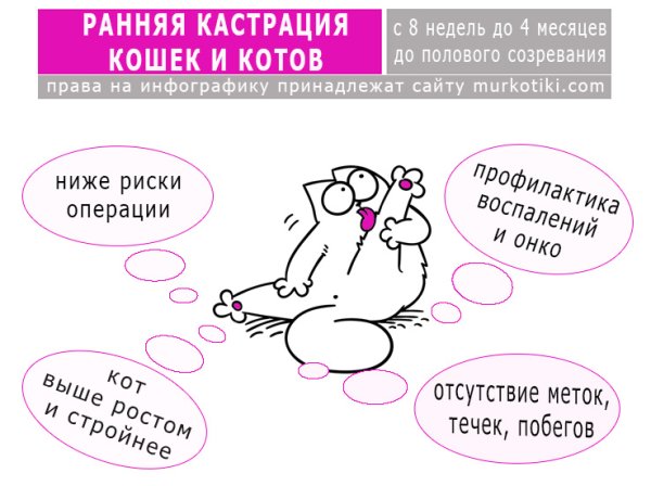 Орхиэктомия кастрация