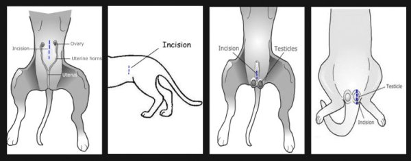 Кастрация хряков рисунок