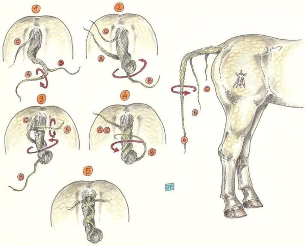 Яремная Вена у свиньи забой