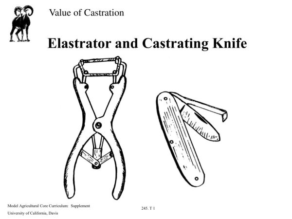 Средневековые Гравюры с котами