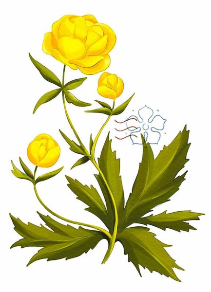 Купальница Италмас