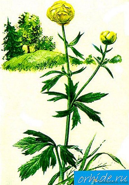 Италмас цветок Удмуртии рисунок