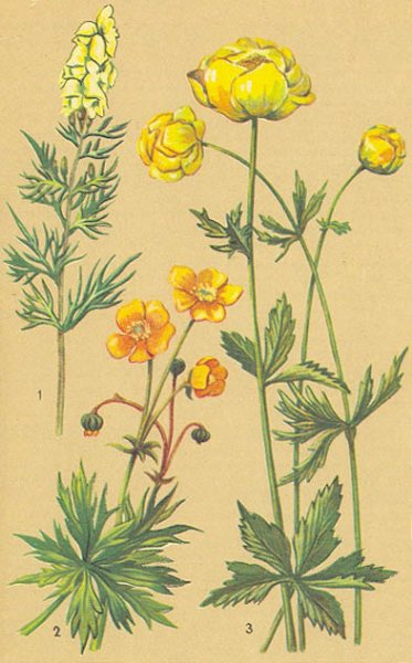 Купальница европейская строение