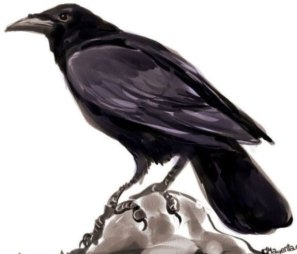 Грач референс