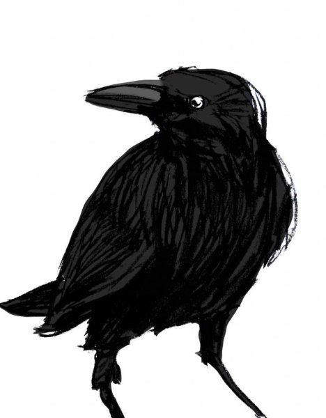 Ворона рисунок