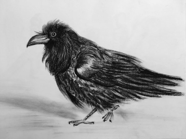 Ворона карандашом