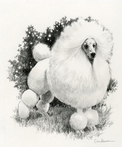 Чёрно белый пудель