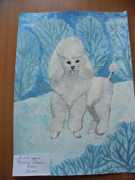 Куприн белый пудель детские рисунки